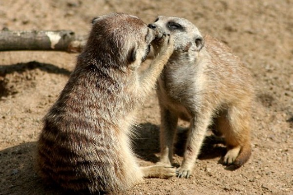 Please byline: Pic: Elke Terstegen/solentnews.co.uk GIVE US A KISS? SIMPLES! t looks like this cute meerkat is puckering up for a kiss - but it's not that simples! The mischievous youngster got sand up its snout after playing in the sand and needed his mother's help to get it out. Library assistant Elke Terstegen photographed the playful pair at her local zoo in Germany. SEE OUR COPY FOR THE FULL STORY. Please byline: Pic: Elke Terstegen/solentnews.co.uk © Elke Terstegen/Solent News & Photo Agency UK +44 (0) 2380 458800