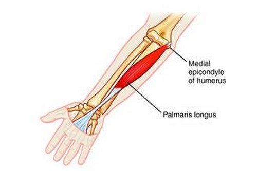 Palmaris-Longus-Muscles