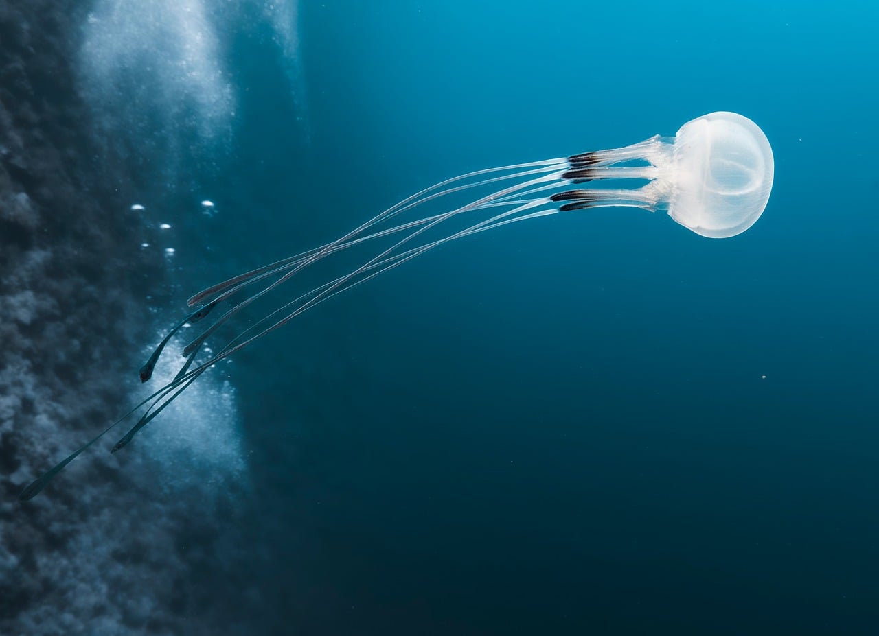 A jellyfish