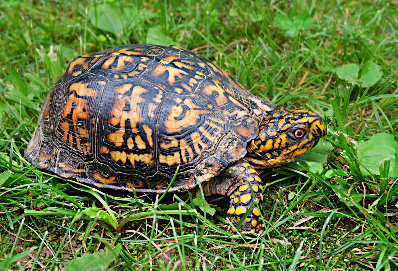 A tortoise