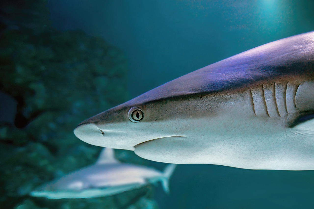 A shark fin
