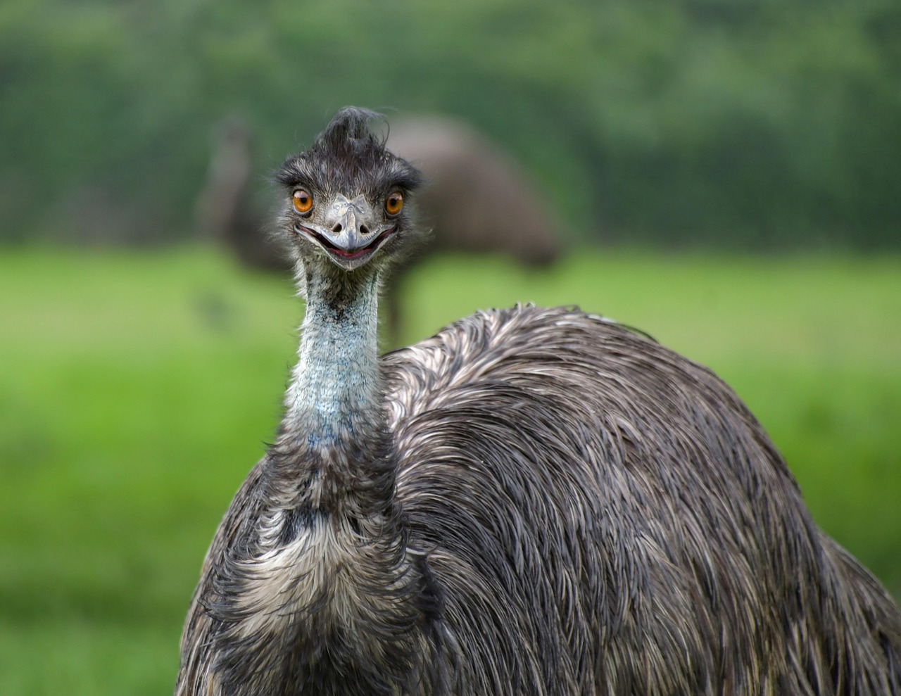 An emu, the bird that outran the Australian Army