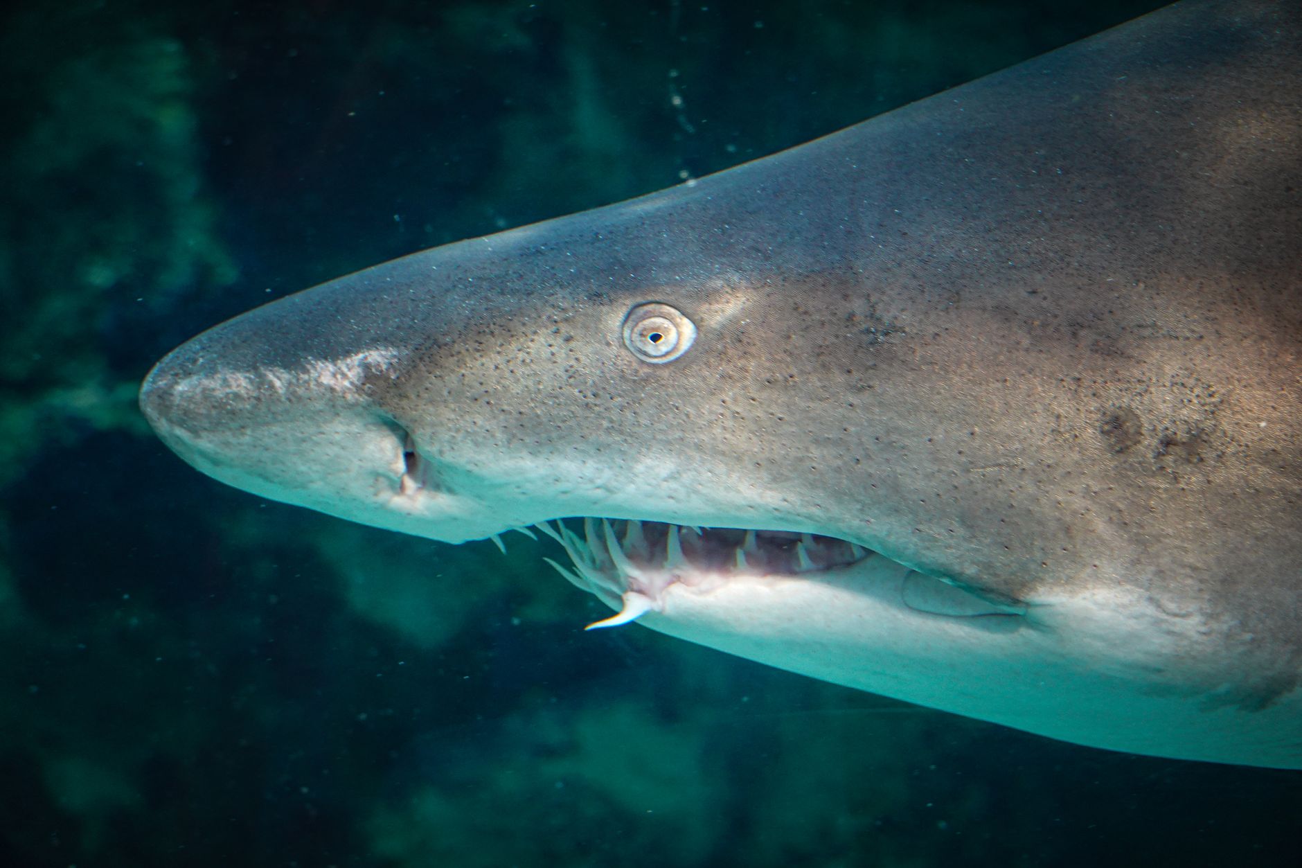 A great white shark