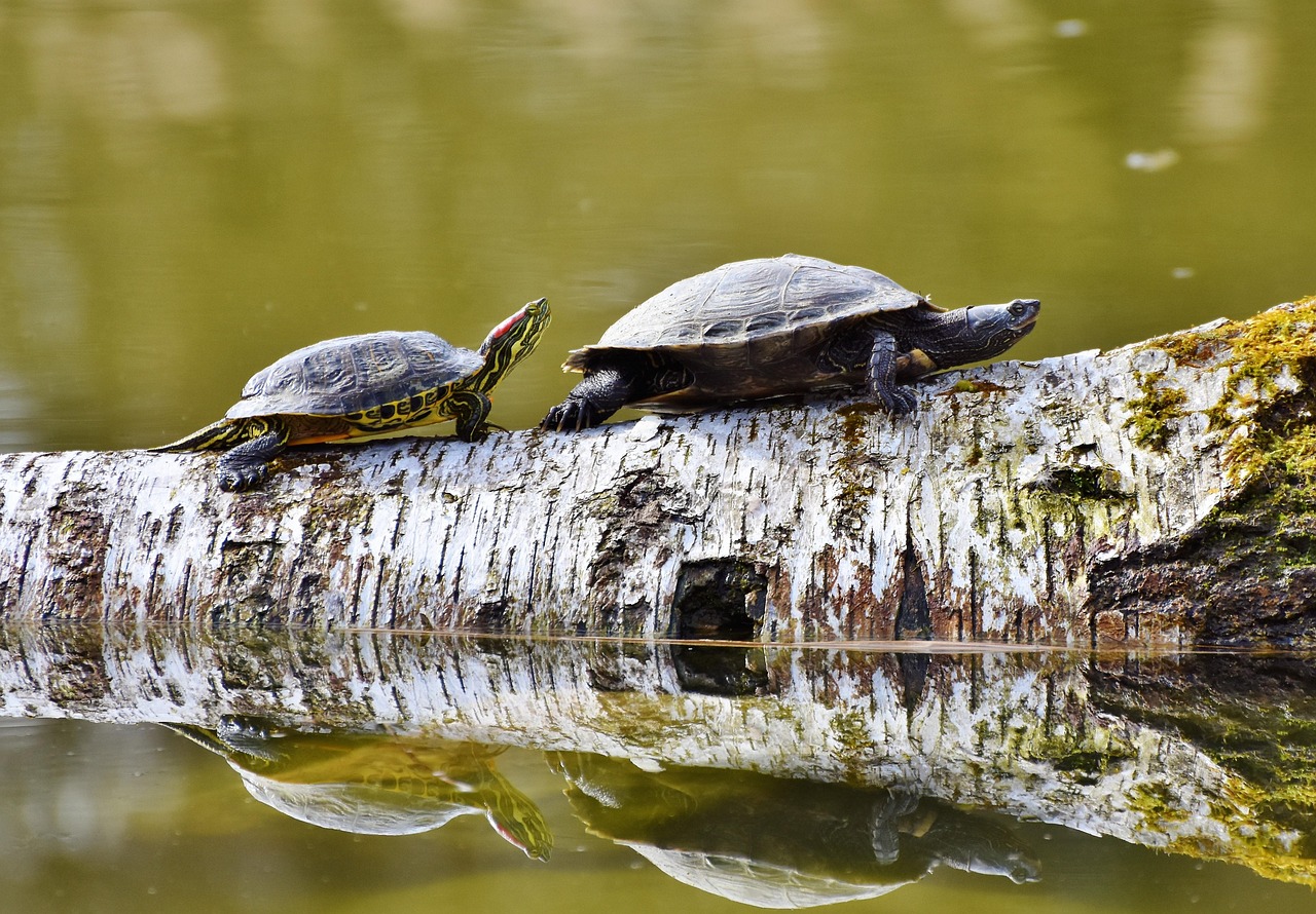 A tortoise, the true source of the raptor sounds