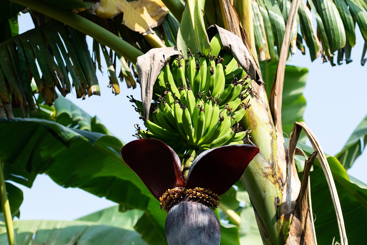 A banana bunch on the plant with the purple flower bud below
