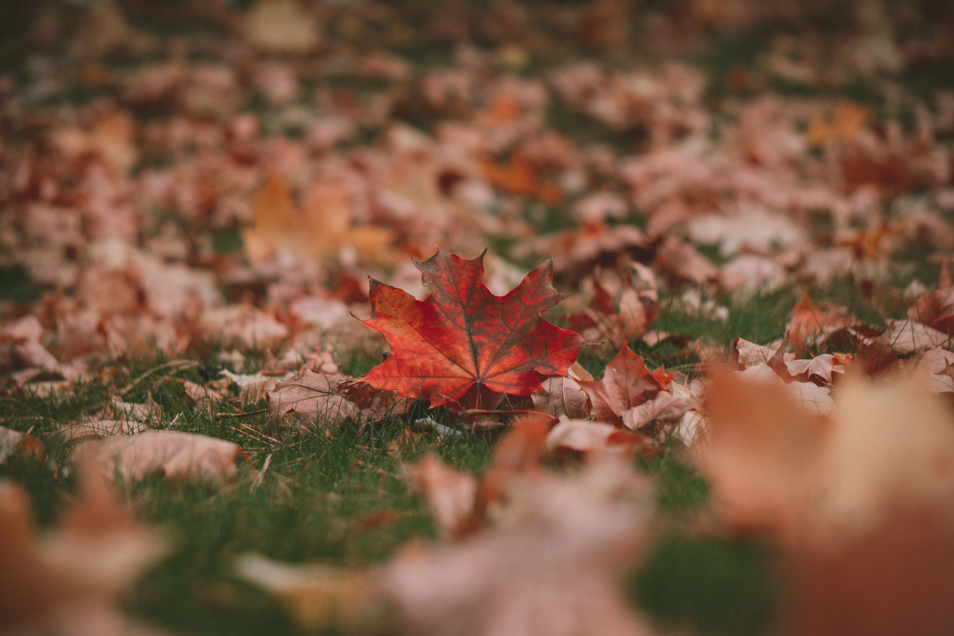 A red maple leaf among fallen leaves